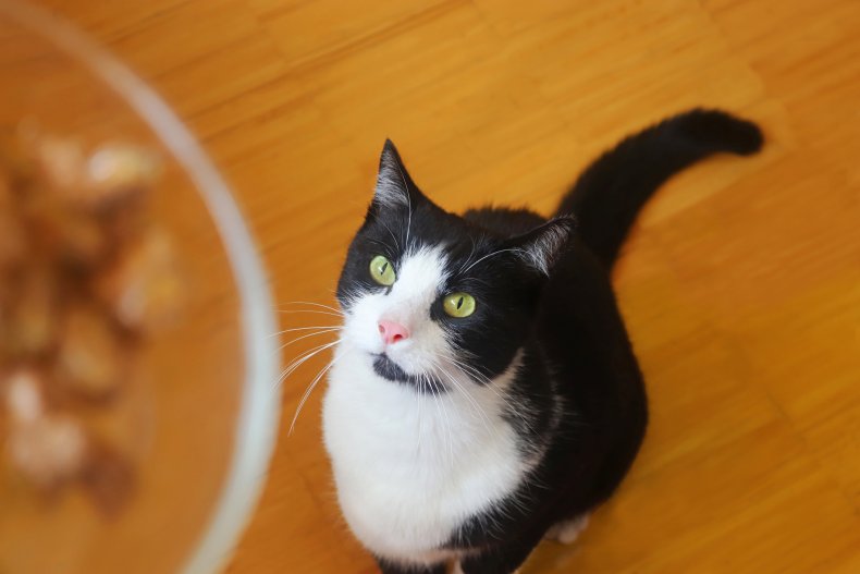 Cat staring up at bowl on table
