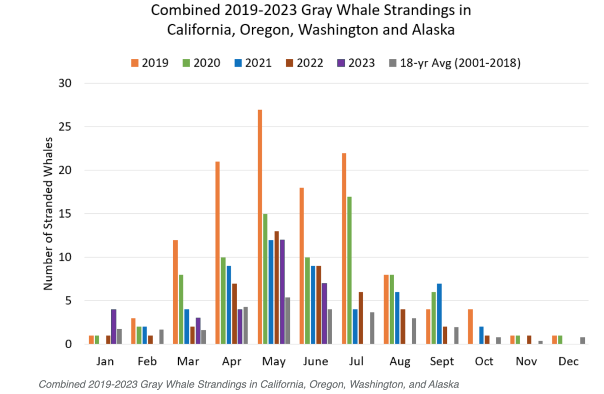 gray whale graph