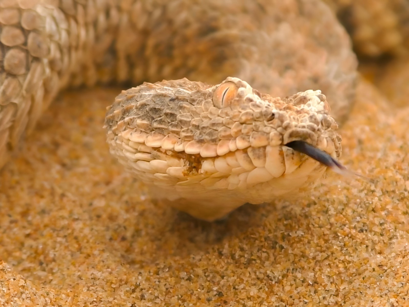 Viper Snake Viper Snake