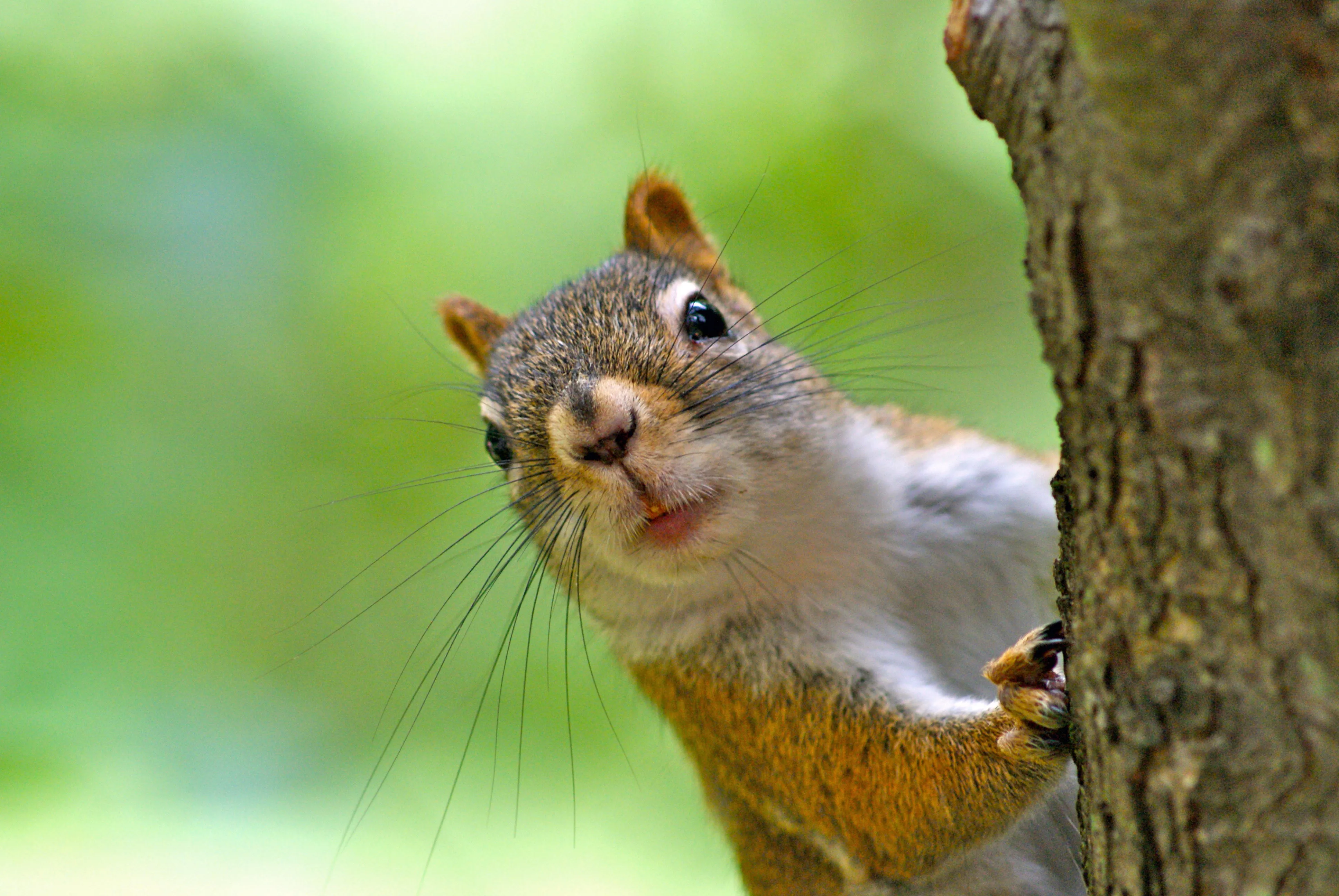 Internet Obsessed With Squirrel Using Woman's Air Con To Cool Down - Vimarsana News