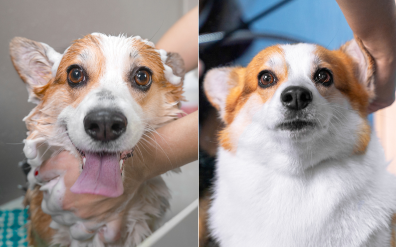 A dog being groomed.A
