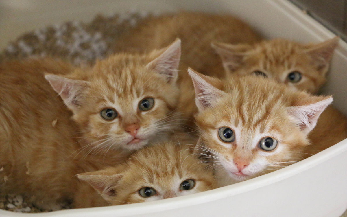 Four kittens in a litter tray.