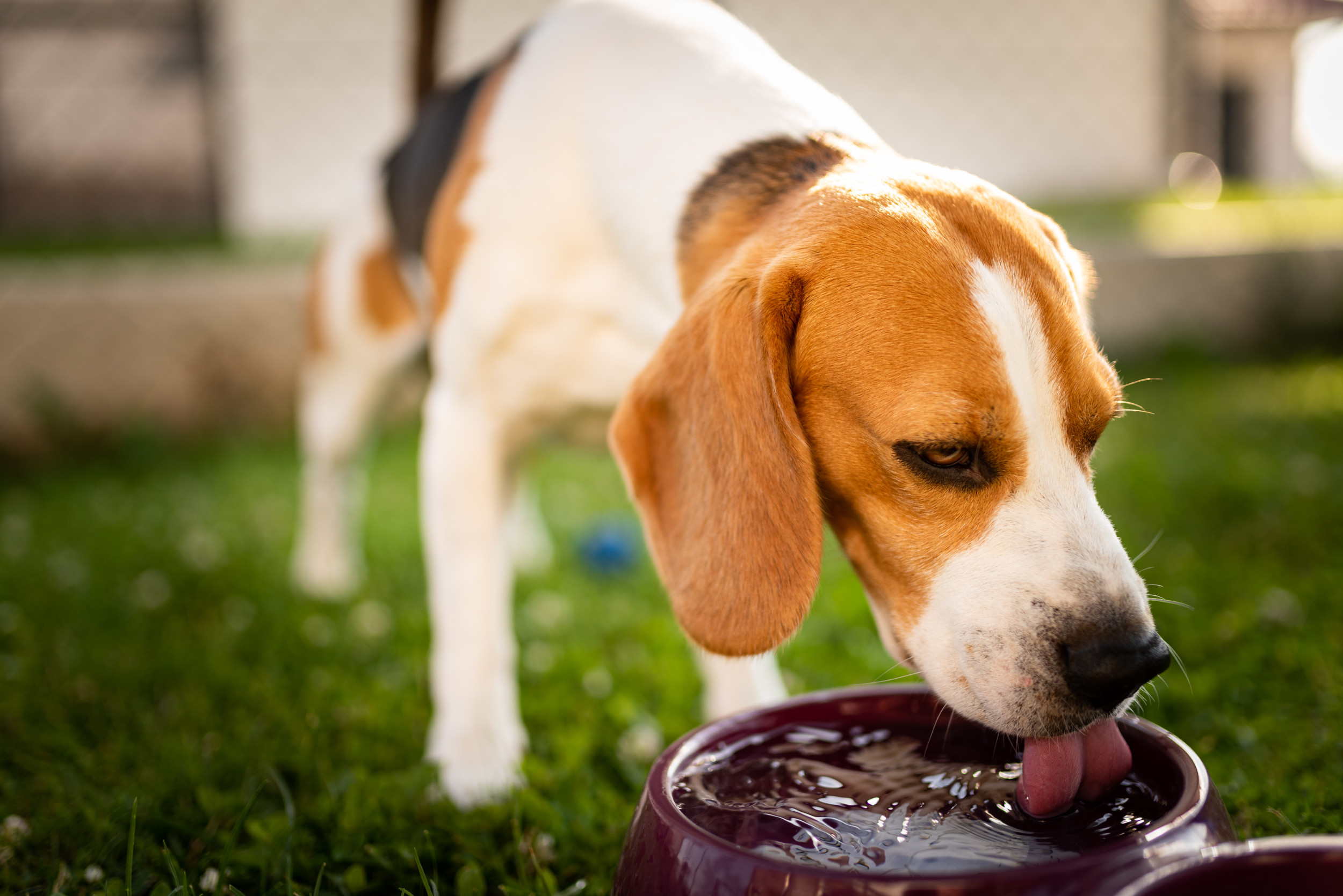 https://d.newsweek.com/en/full/2253929/beagle-drinking-water.jpg