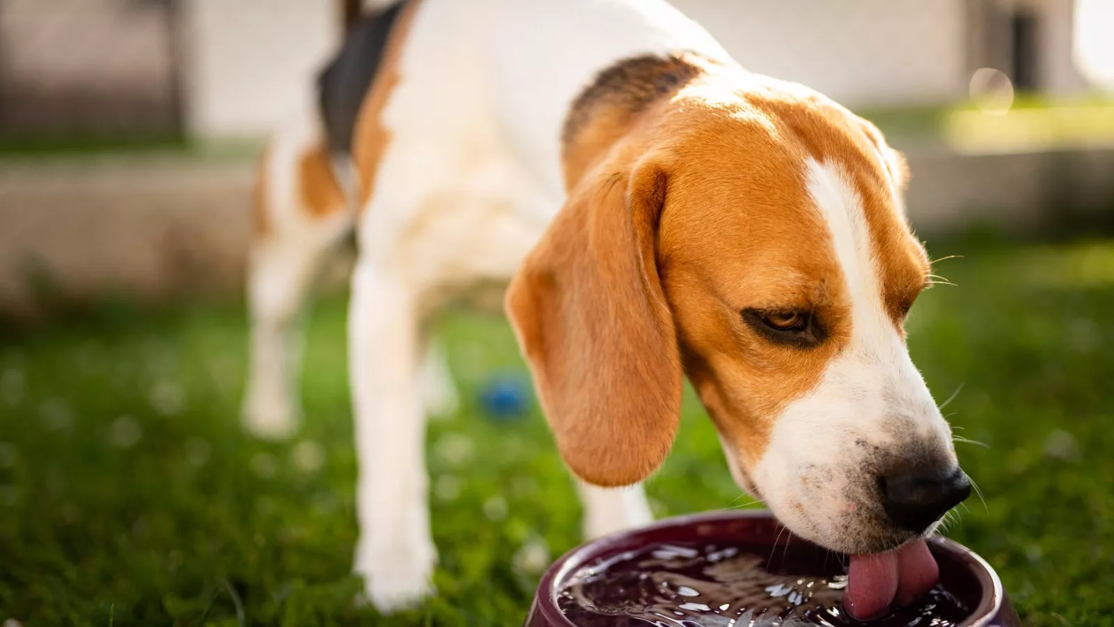 Dog in heat sales not eating vomiting
