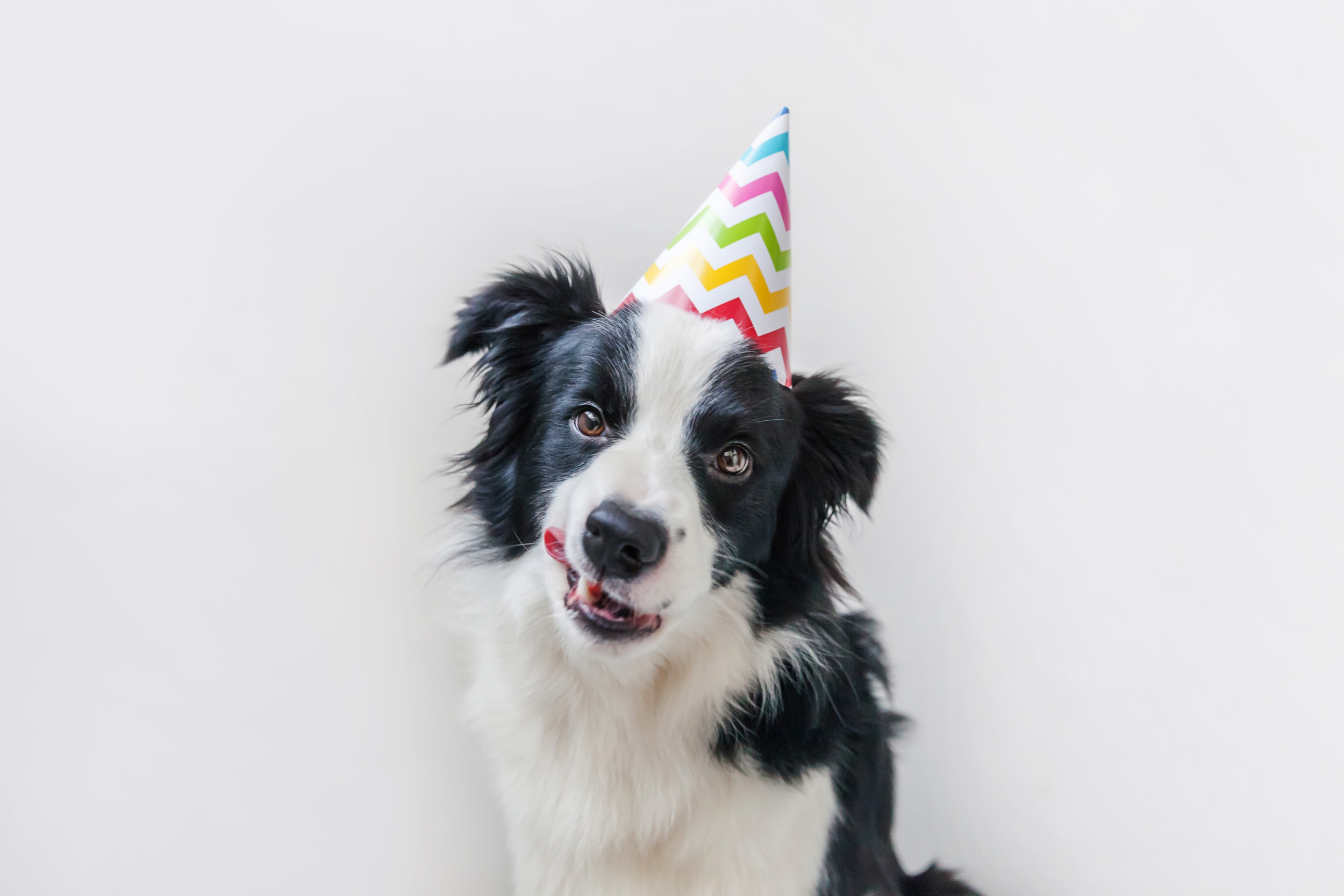 How Border Collie Puppy's First Party Started vs. How It Ended Melts Hearts