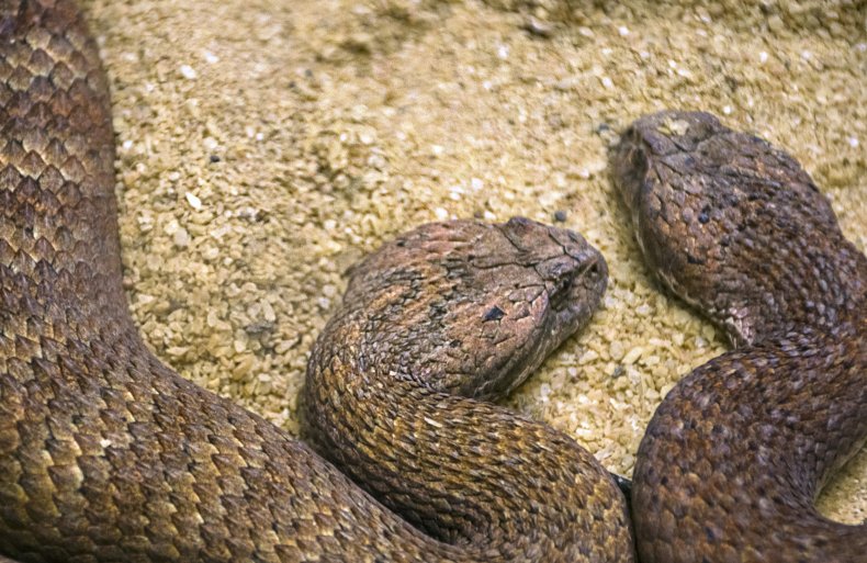 snakes together