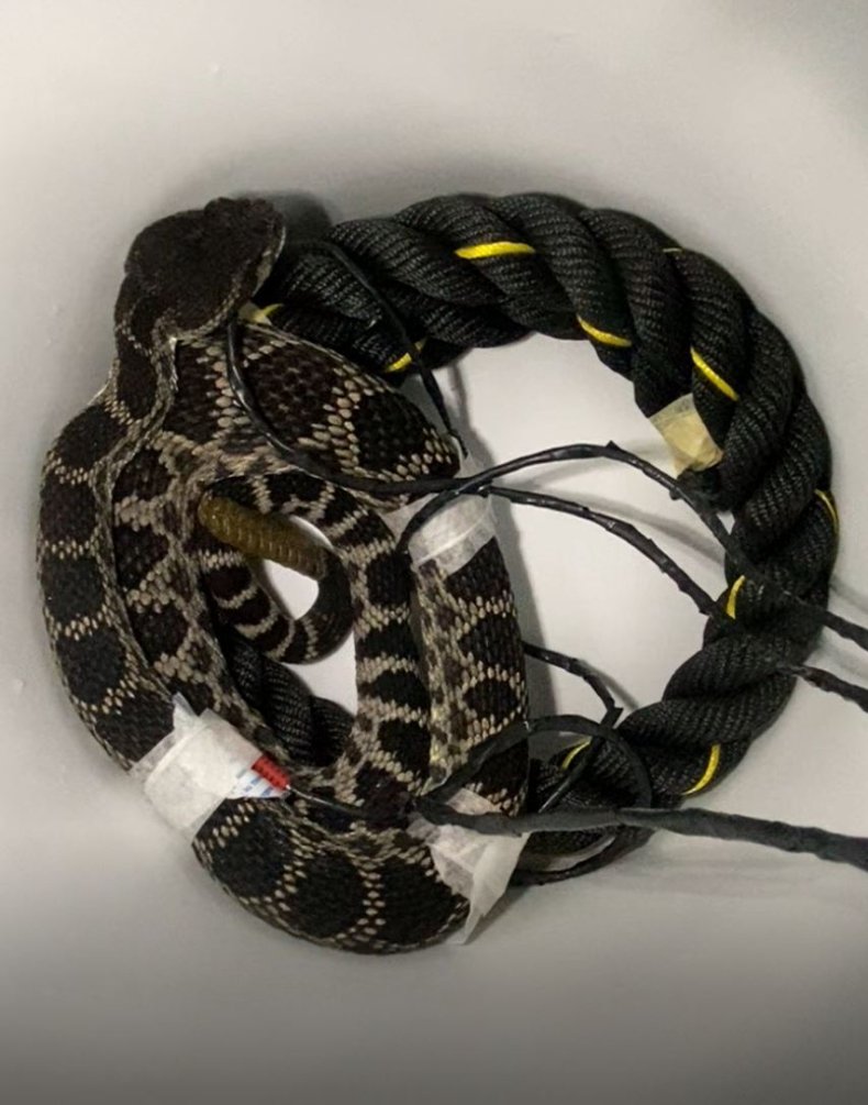 snake in bucket
