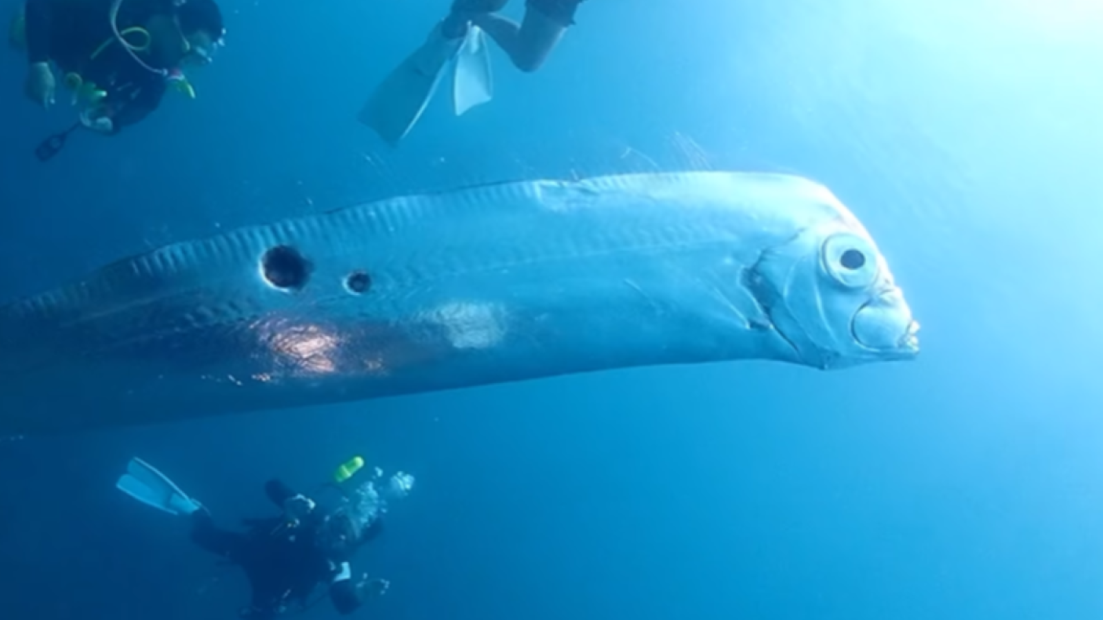 Divers Film Extremely Rare Encounter With 'Earthquake Fish