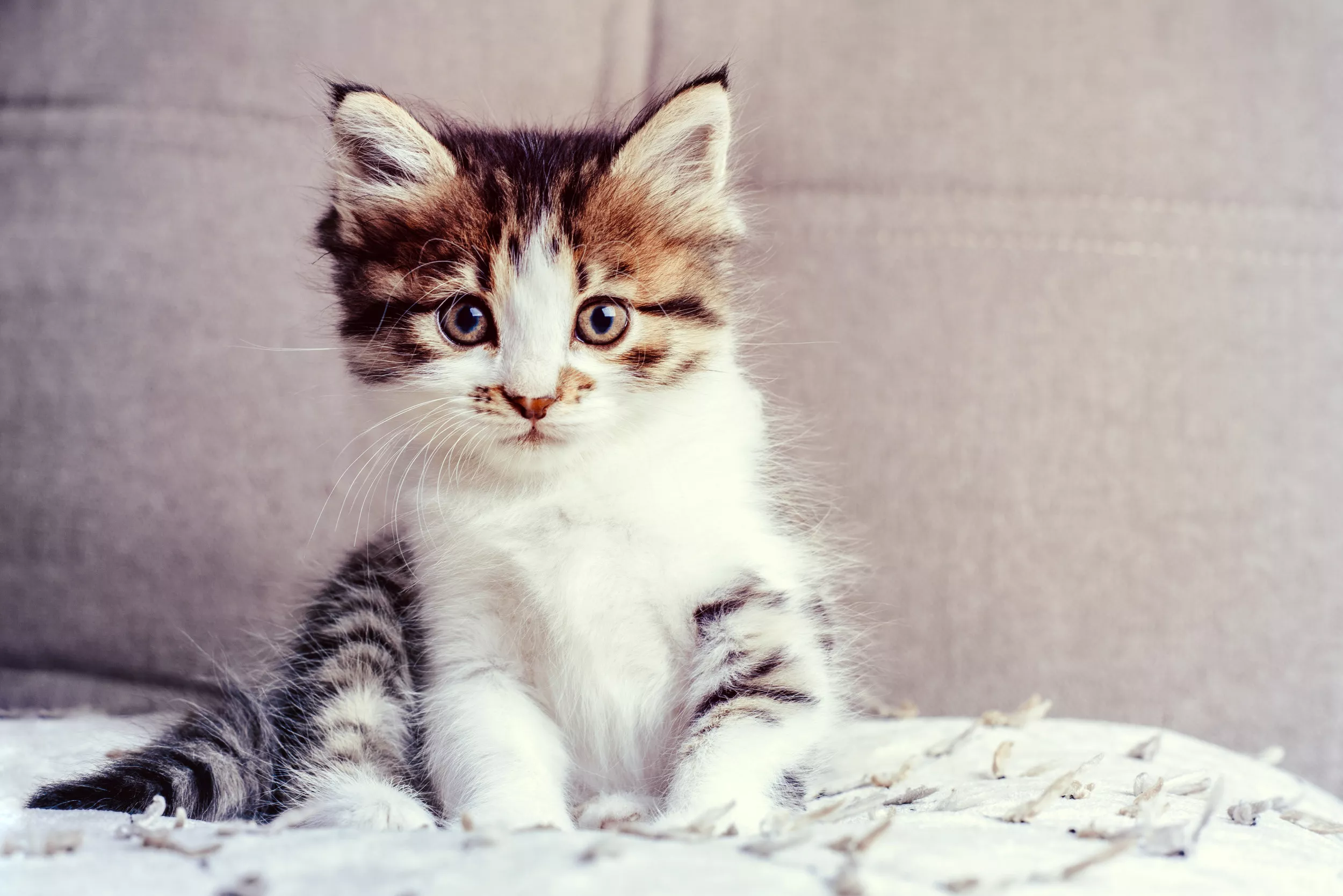 Litter of Kittens on Verge of Being Crushed Saved in 'Miracle' Rescue - Vimarsana News