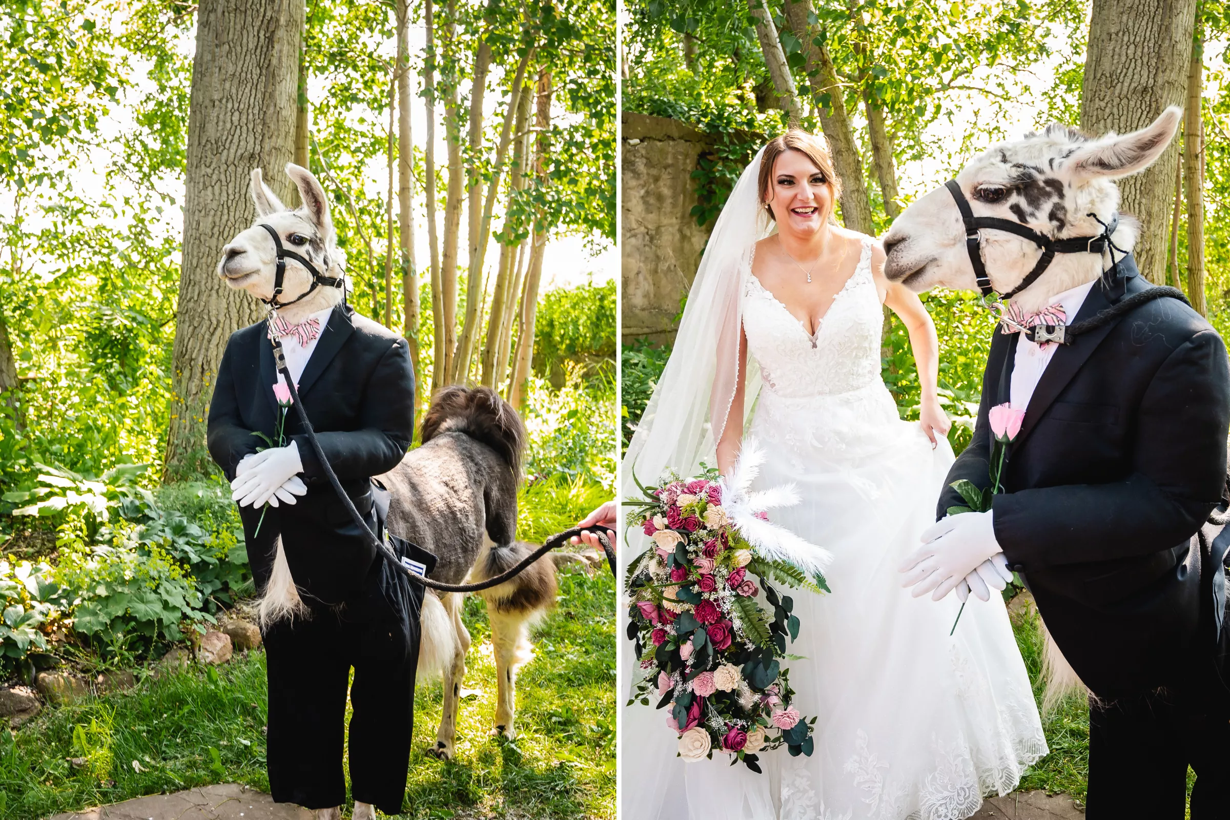 Llama Dressed in a Tux Was 'Perfect' Groomsman at a Wedding - Vimarsana News