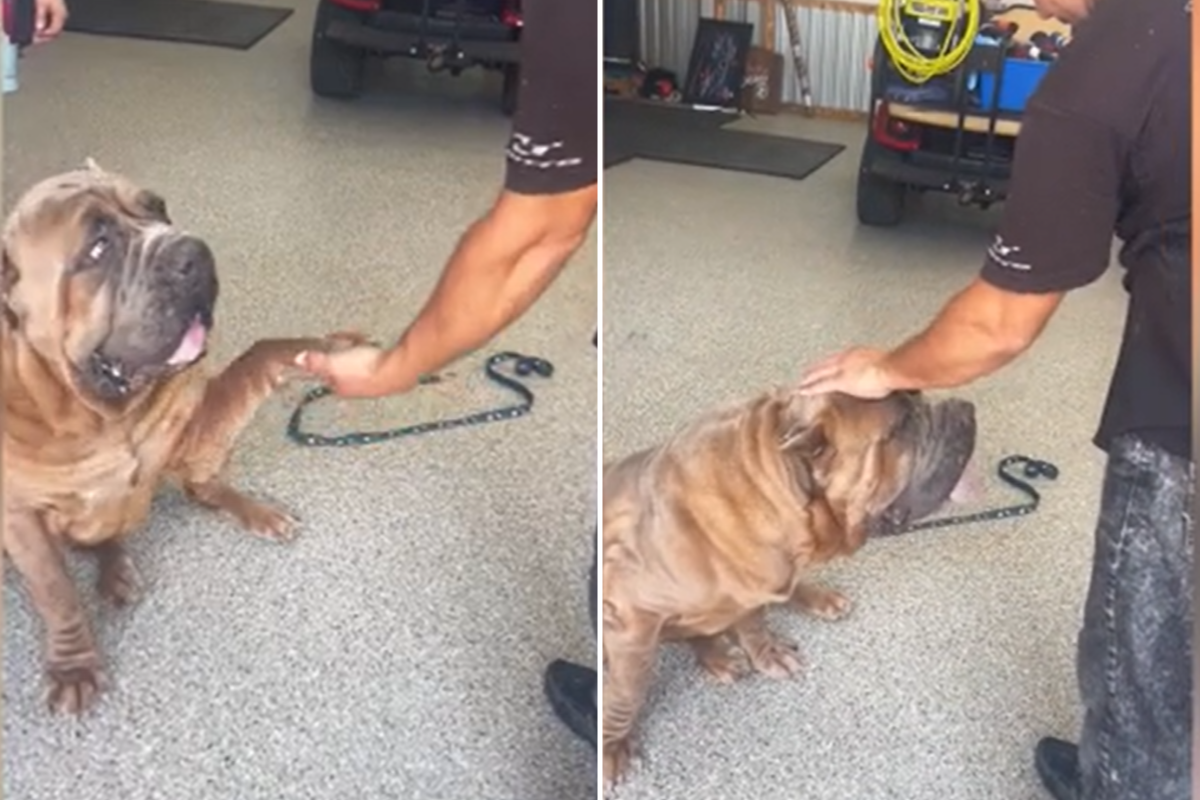 Cane corso meeting the painter