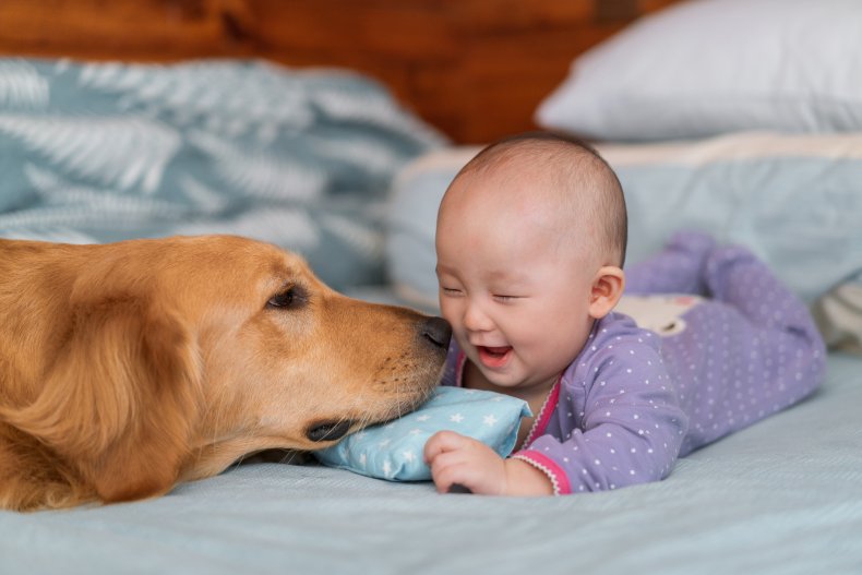 Golden retriever and baby