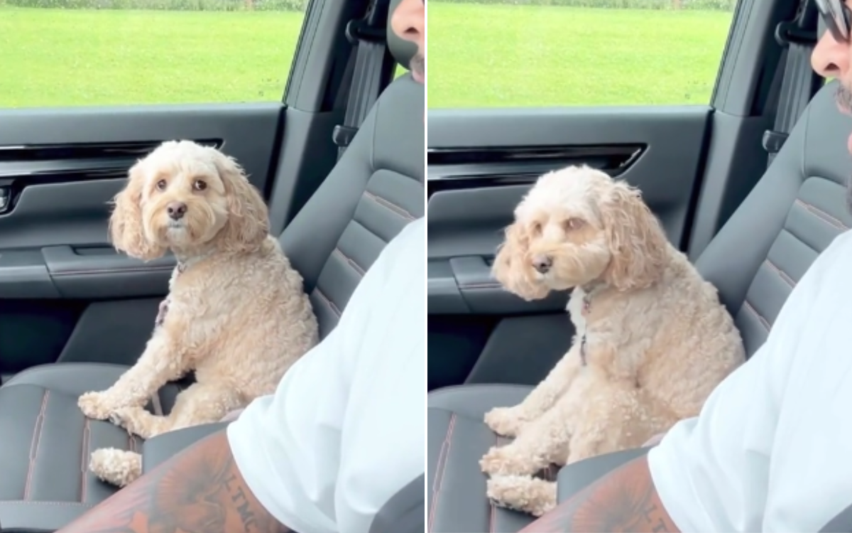 Luna the mini cockapoo reacts.