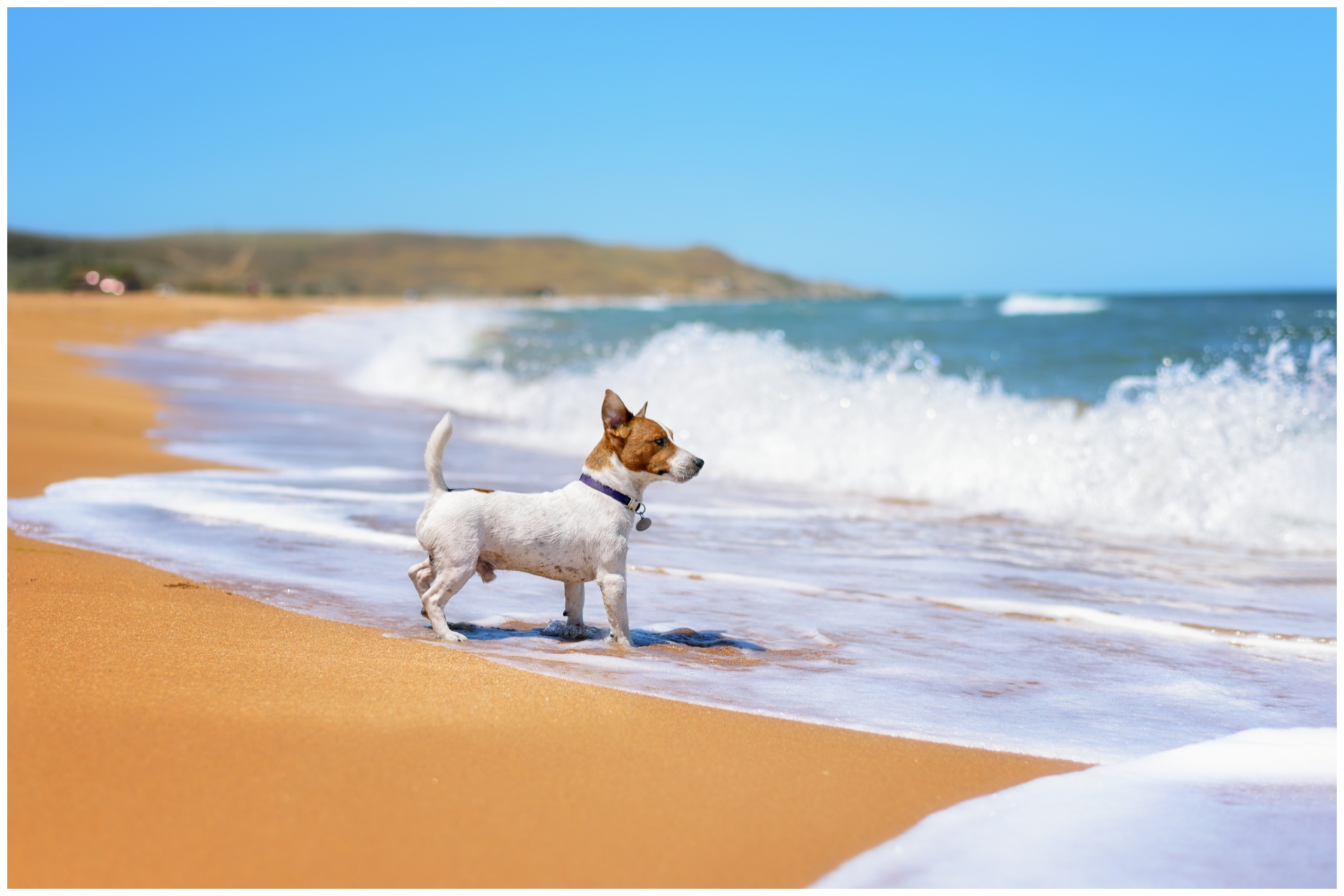 Dog Has Priceless Reaction as Mom Enforces 10-Minute Break at the Beach ...