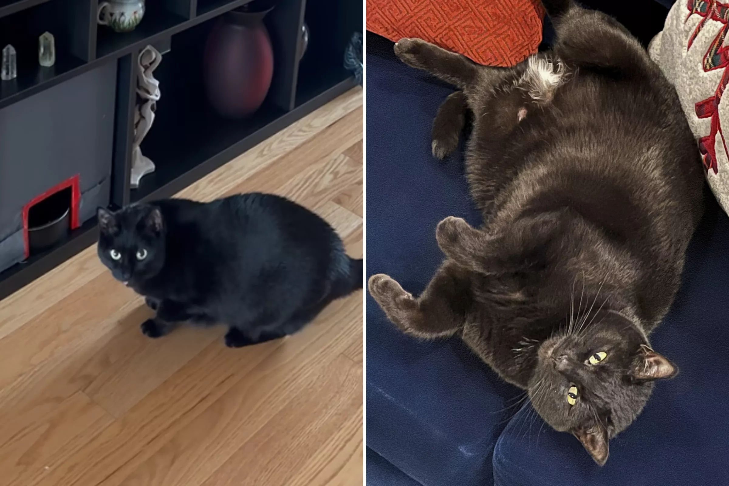 Owner Discovers Hilarious Reason for Cat's Mystery Weight Gain: 'Shocked' - Vimarsana News