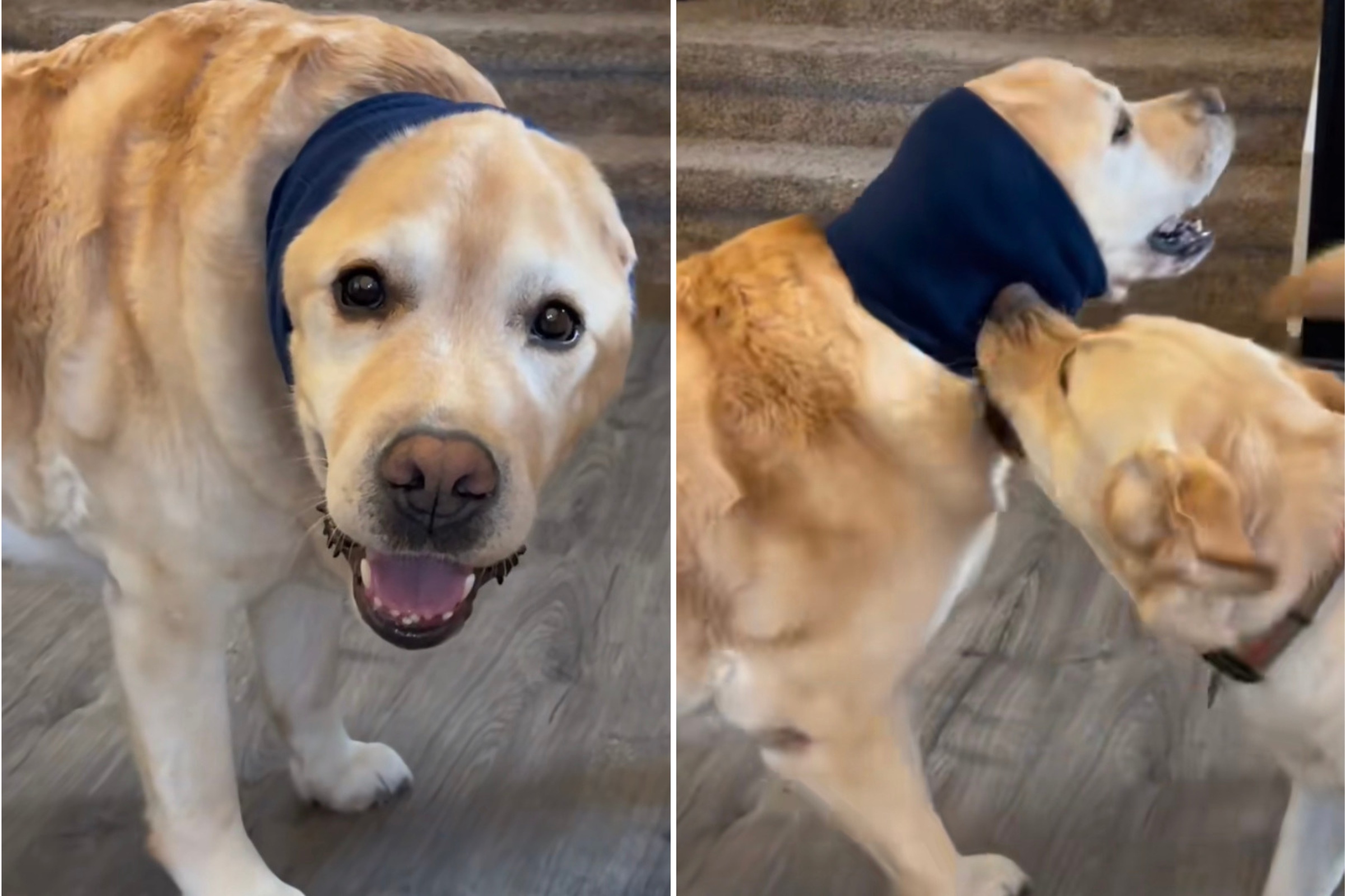 Golden Labrador Forced To Wear 'Hoodie' To Stop Brother Chewing His