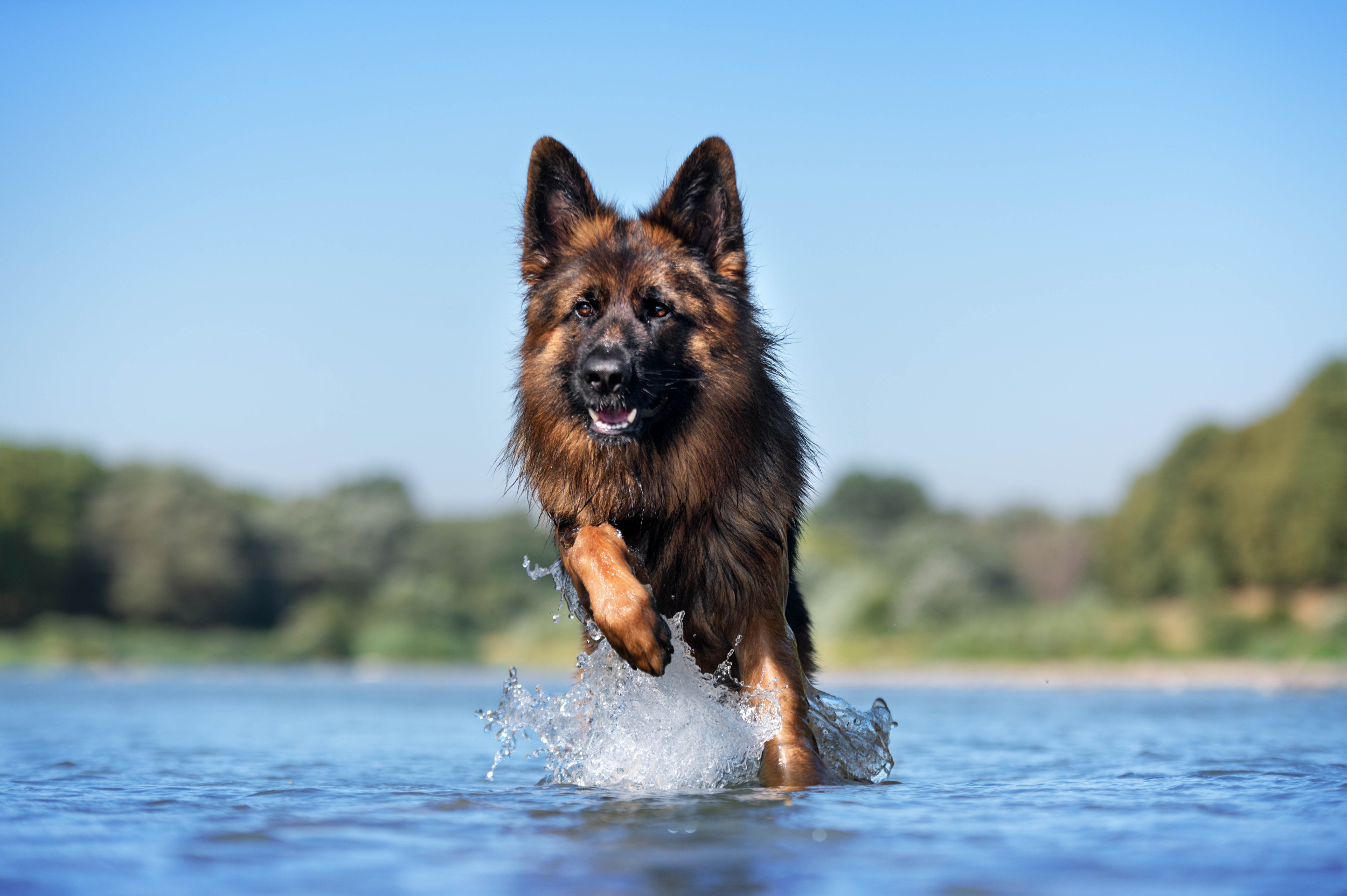 Long coat sales german shepherd rescue