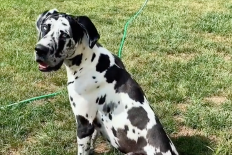 Rocco the dog