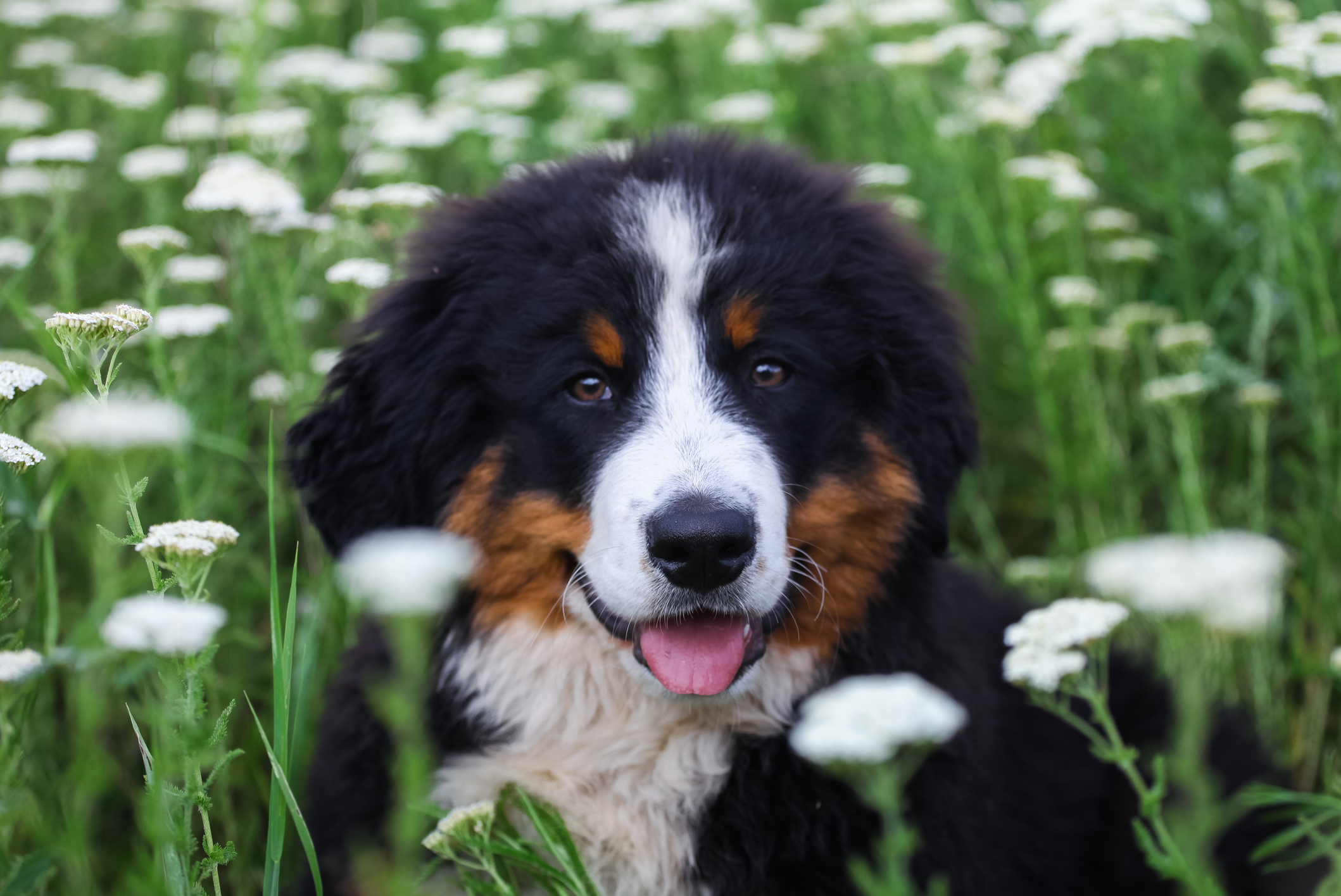 Largest bernese mountain outlet dog