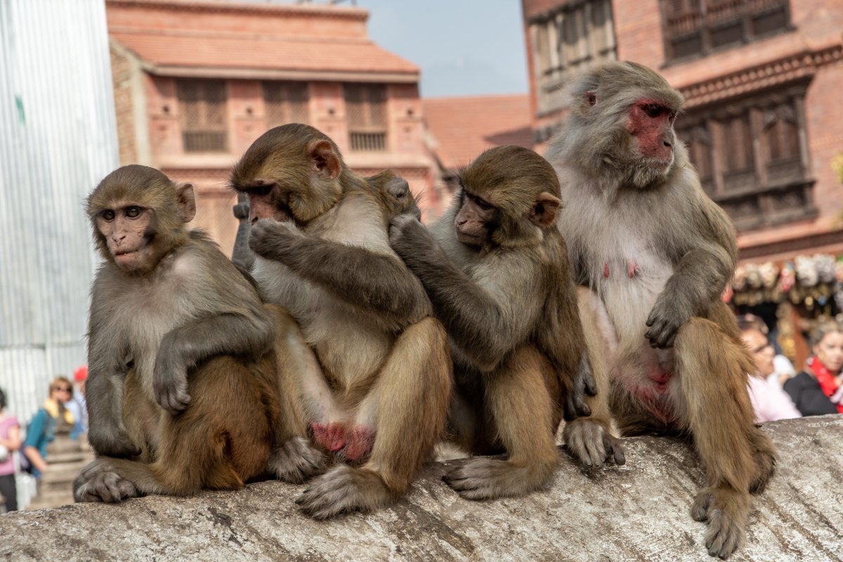 rhesus macaques