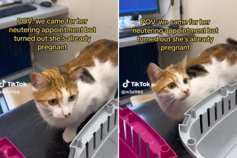 Owner Discovers Cat is Pregnant at Her Neutering Appointment