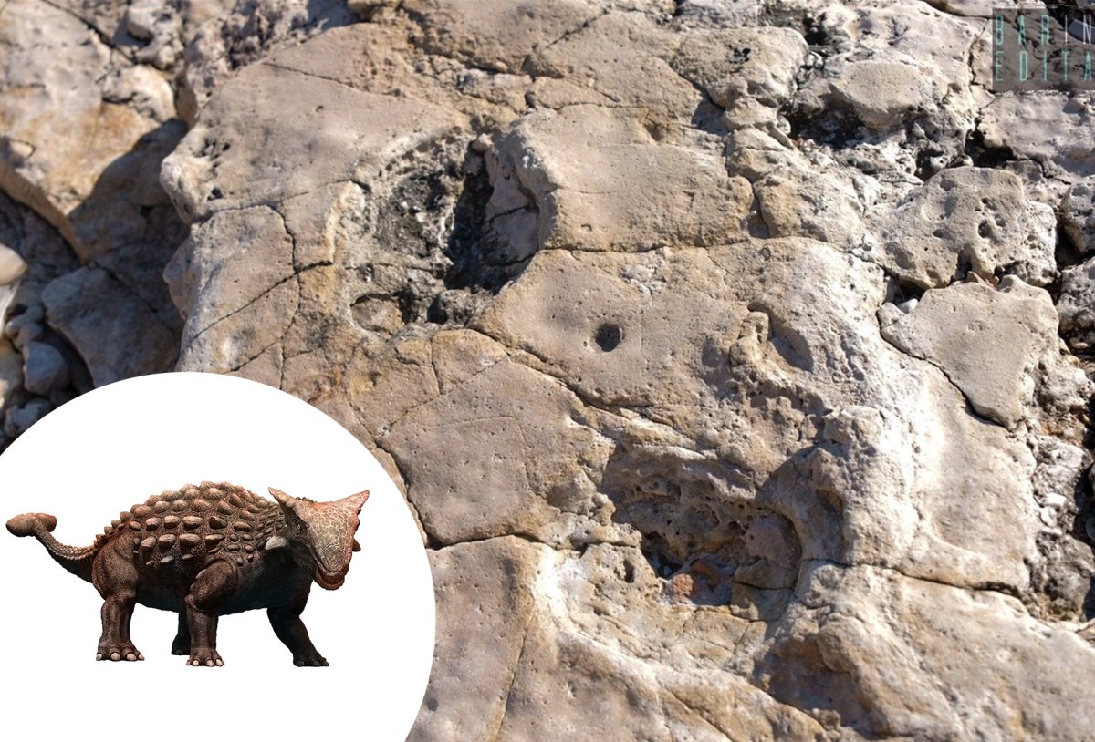 Dinosaur Footprints Found, Italy 
