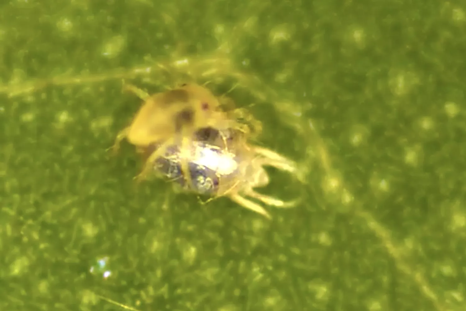 Spider-Like Creature Strips 'Skin' Off Female Before Mating - Vimarsana News