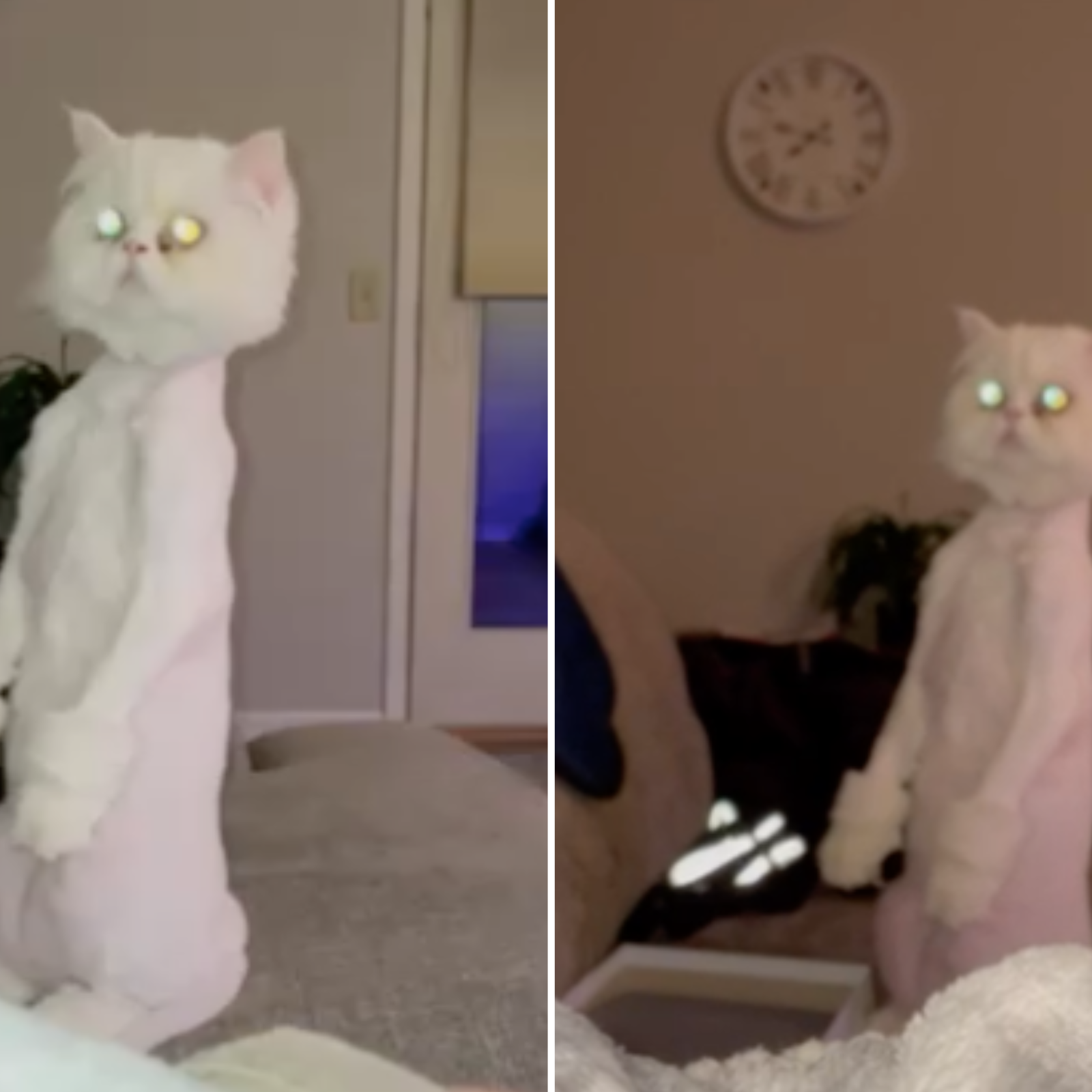 Shaved persian deals cat