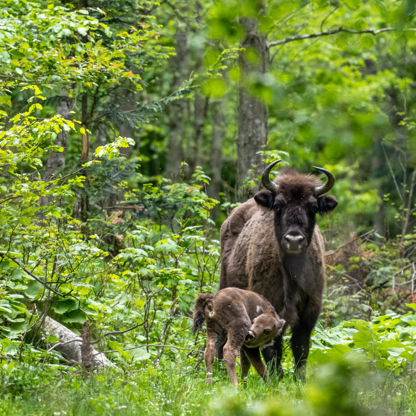 European Bison Back View European Bison