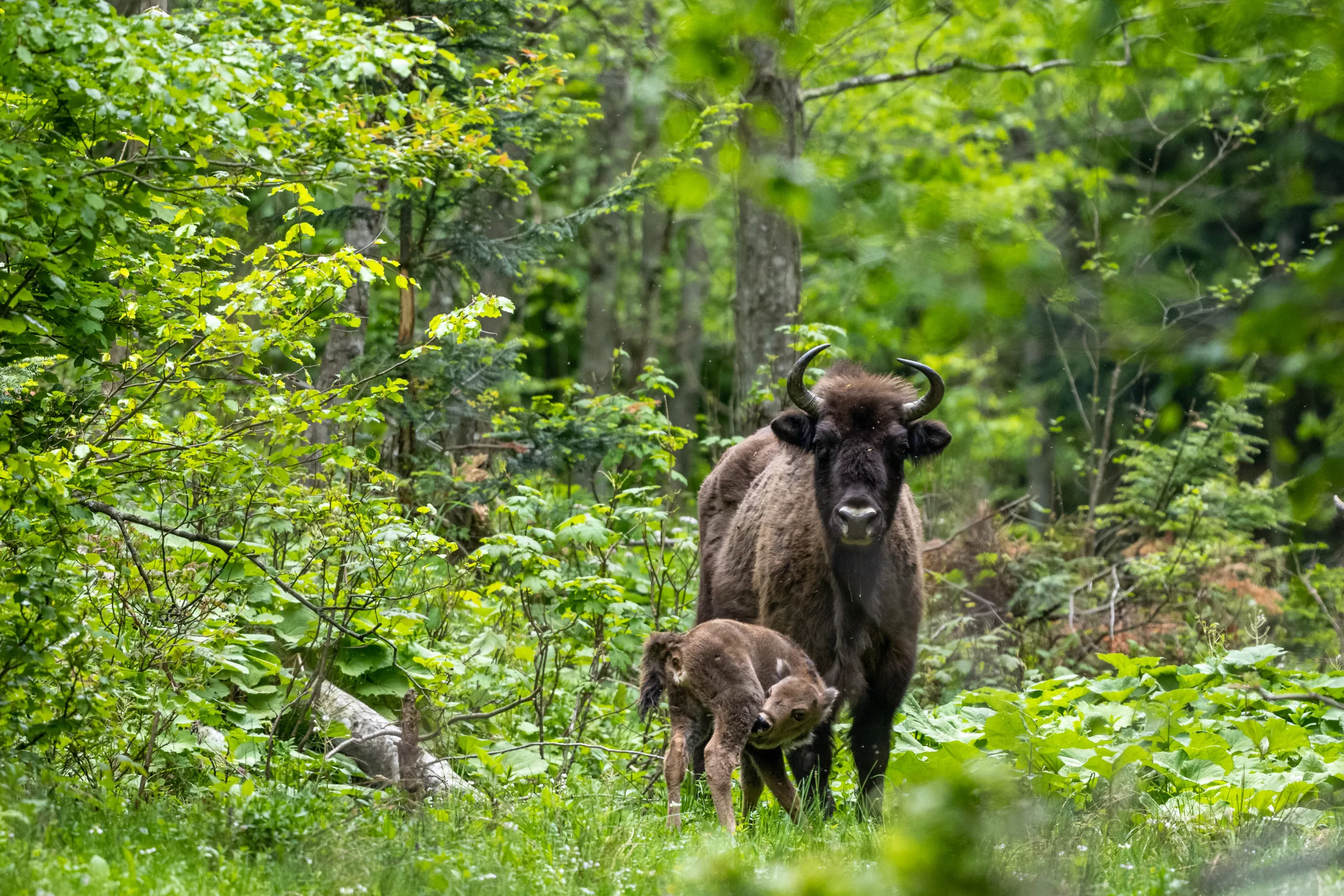 Bison That Became Extinct in the Middle Ages Born in Europe - Vimarsana News