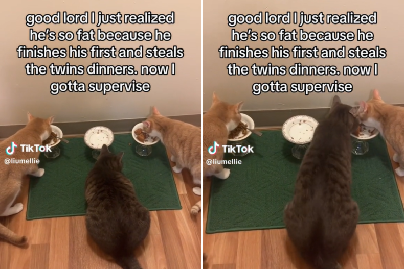 Huckleberry the cat stealing his sibling's food
