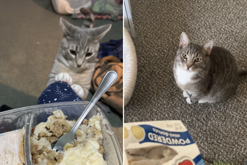 Huckleberry trying to steal his owner's food