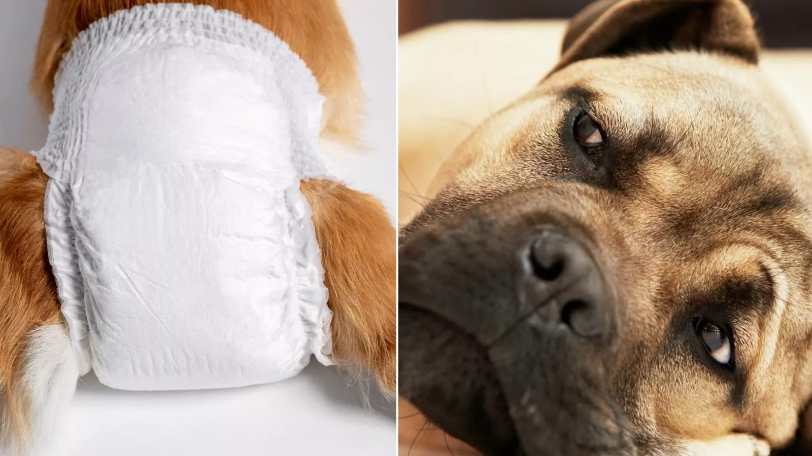 Internet Sympathizes With Puppy Wearing Diaper on Her Period