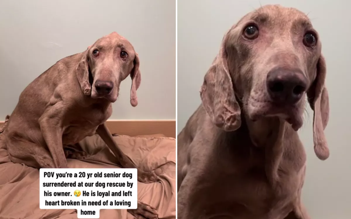 Loyal' 20-Year-Old Dog Confused Over Why He Was Surrendered To Shelter