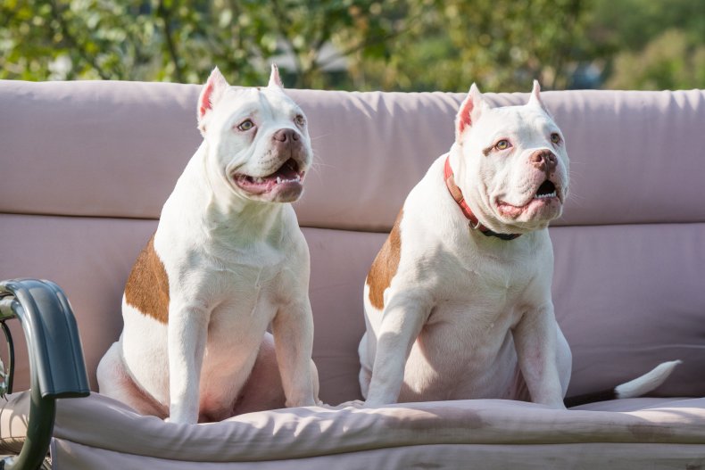 American Bully dogs