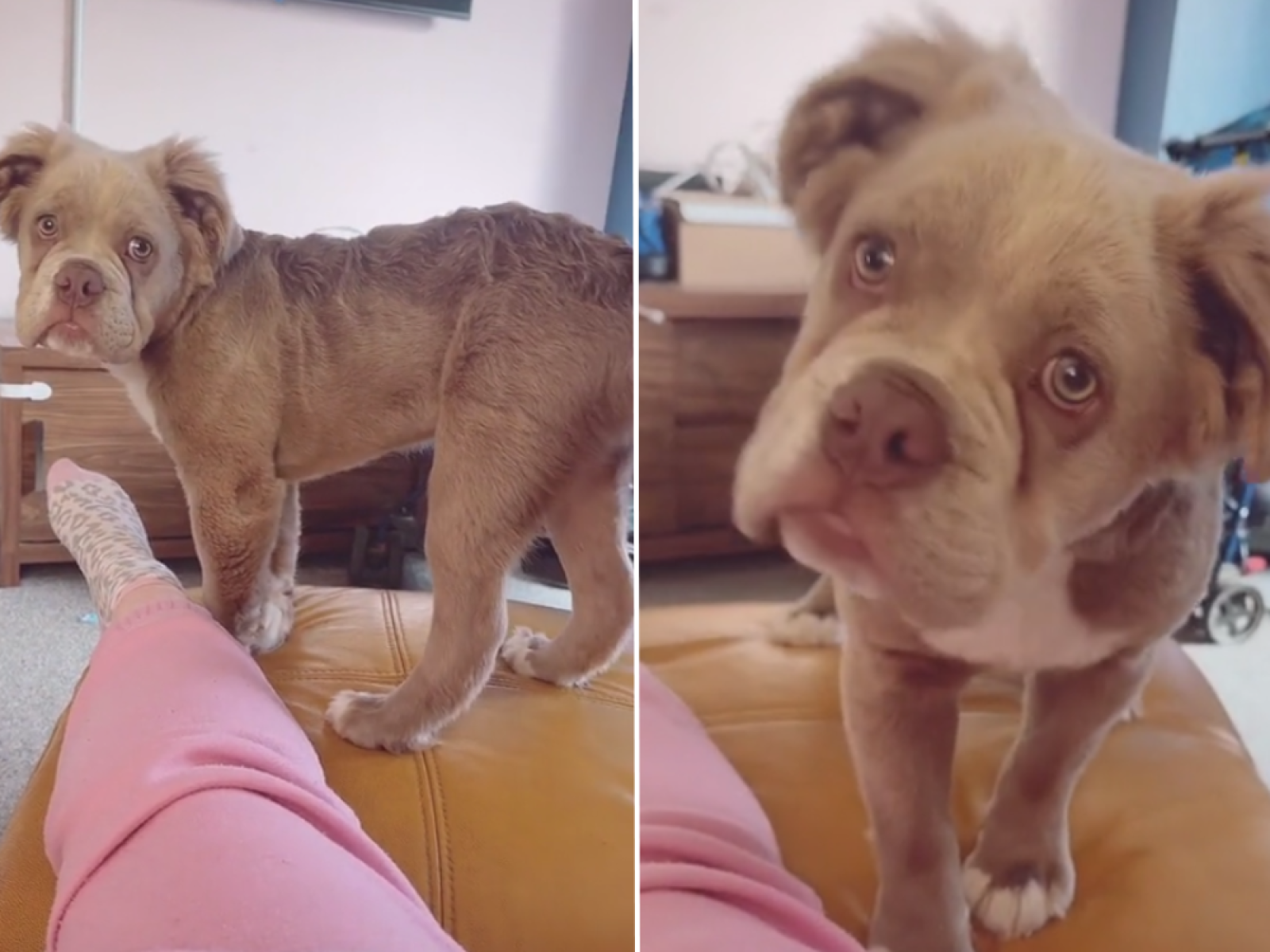 Fluffy bulldog online