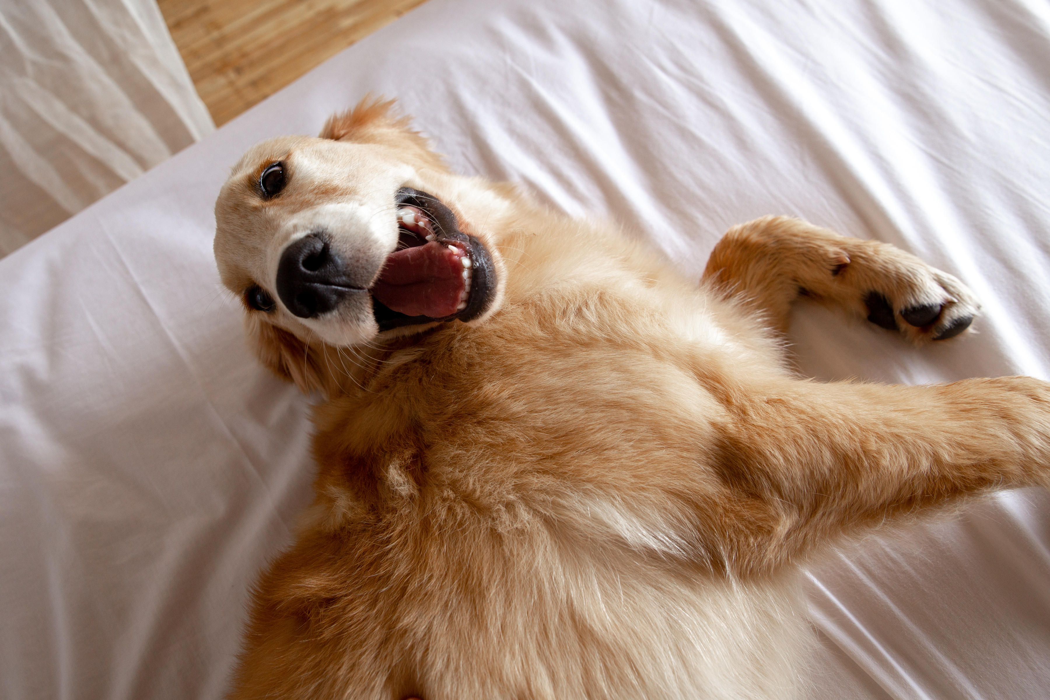 Wife Hilariously Sends 66lb Golden Retriever With Zoomies to Wake