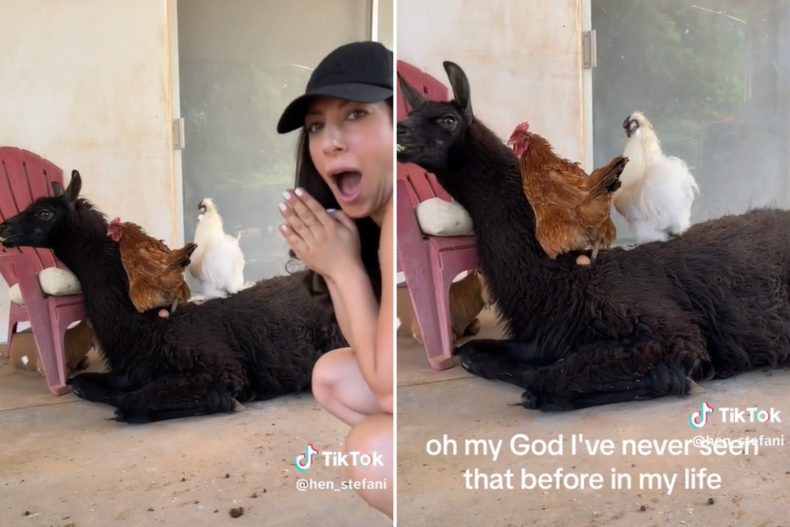 Hen laying an egg on a llama