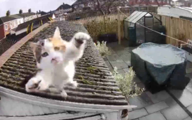Millie the 'superhero' cat's giant leap.