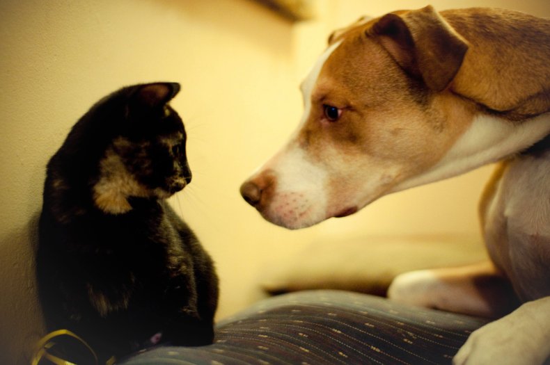 Pit bull, kitten staring at each other.