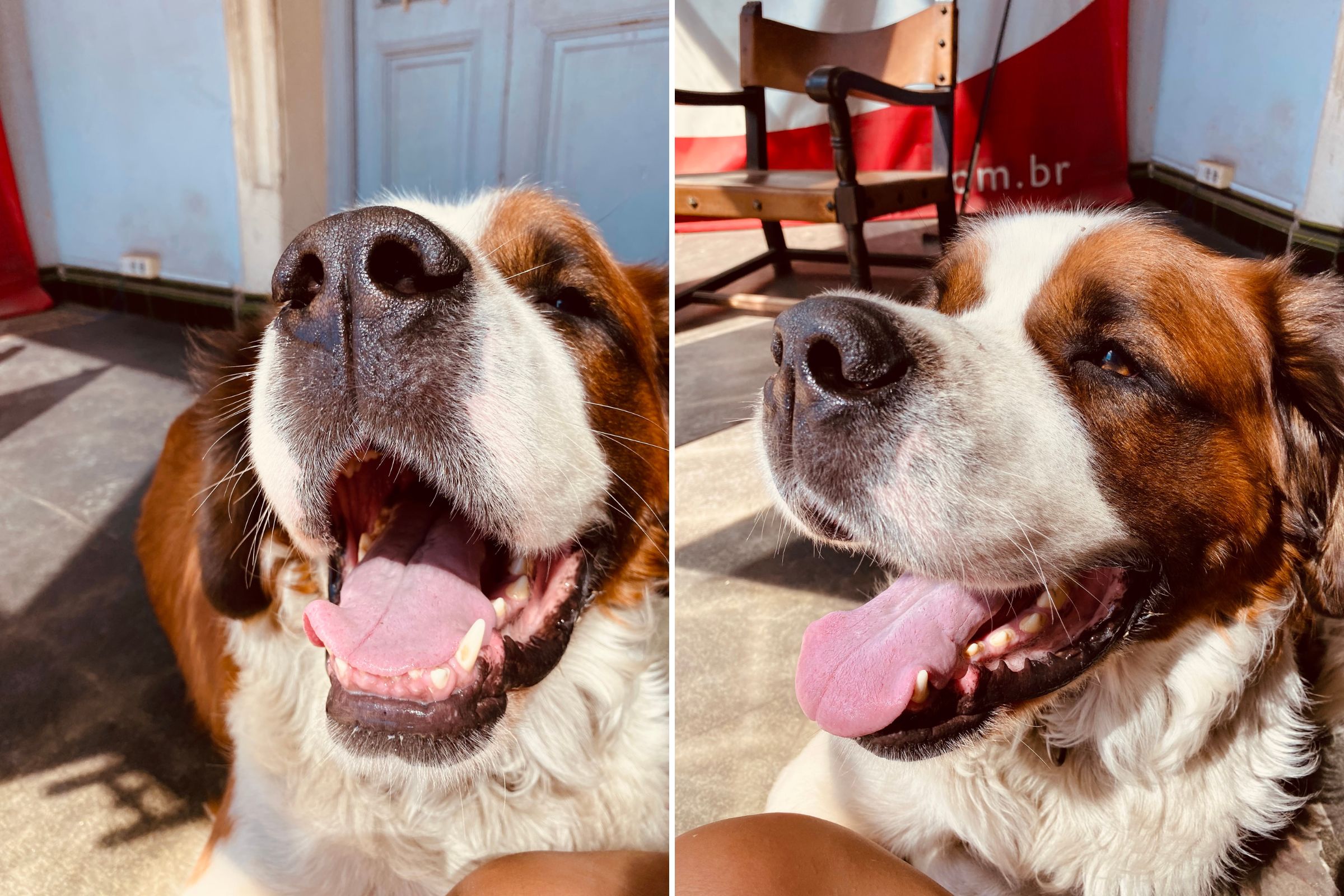 Laughter As Woman Playing With Big Dog Forgets He Has Strength Of 200lb 