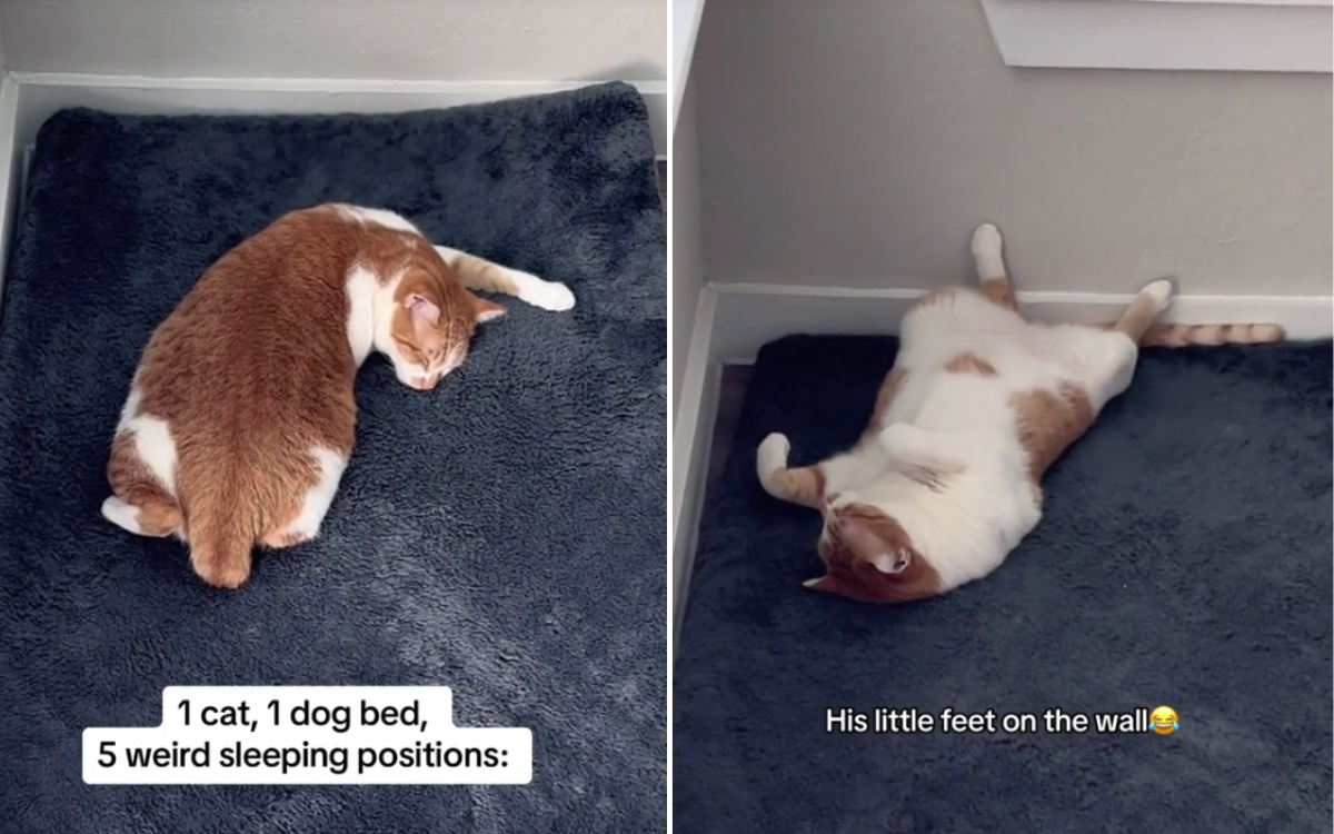 cat-shows-off-his-5-weird-sleeping-positions-the-arm-behind-the-back