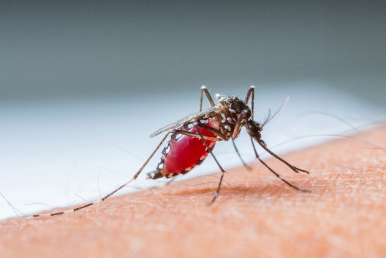 Mosquito-borne disease