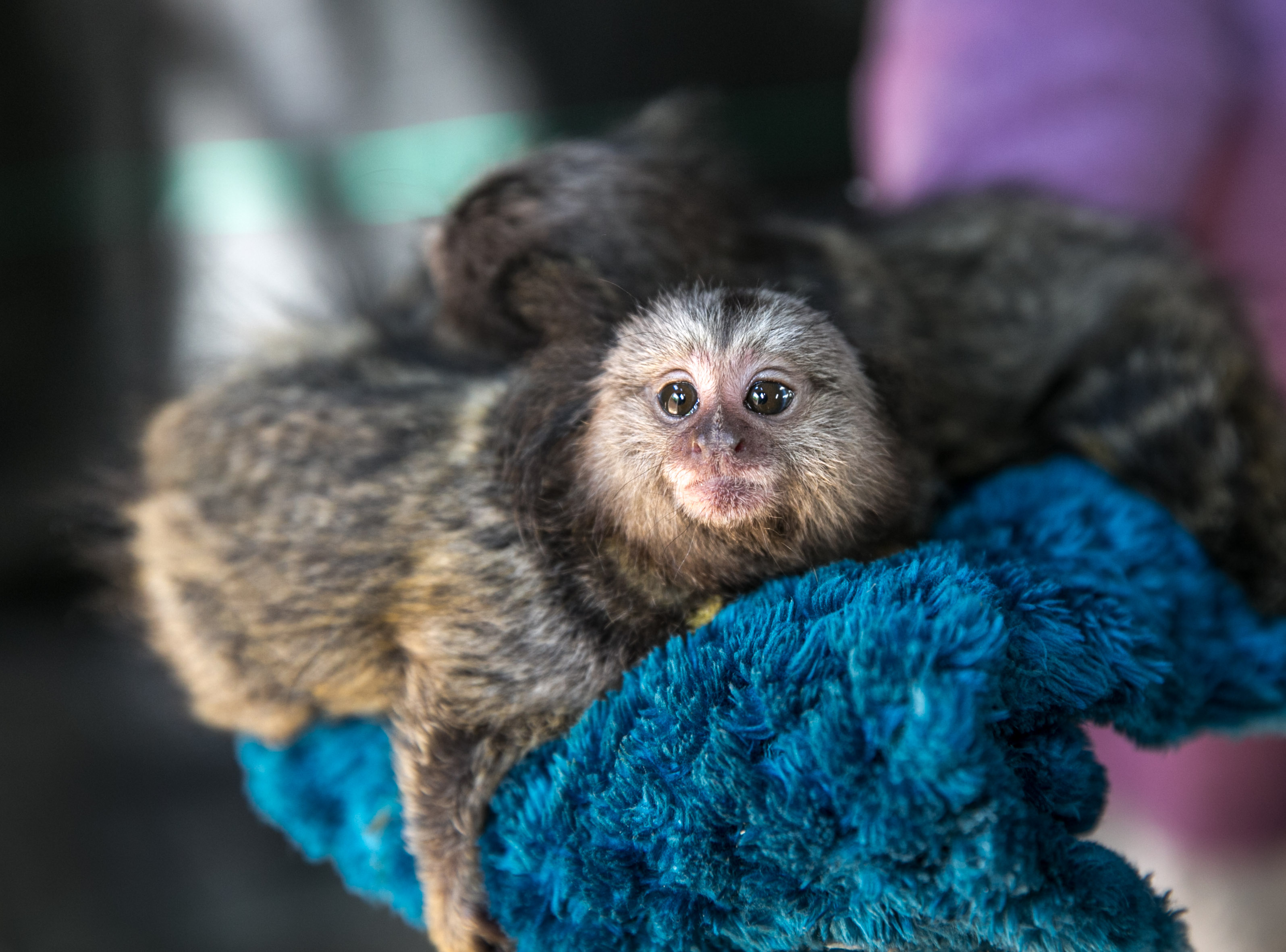 Woman Arrested After Baby Monkey Stolen From Florida Pet Store