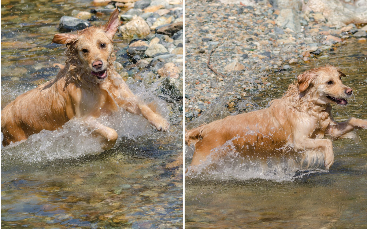 'Stressed' Labrador Thinks Dad Who Went For Swim Is Drowning In Viral