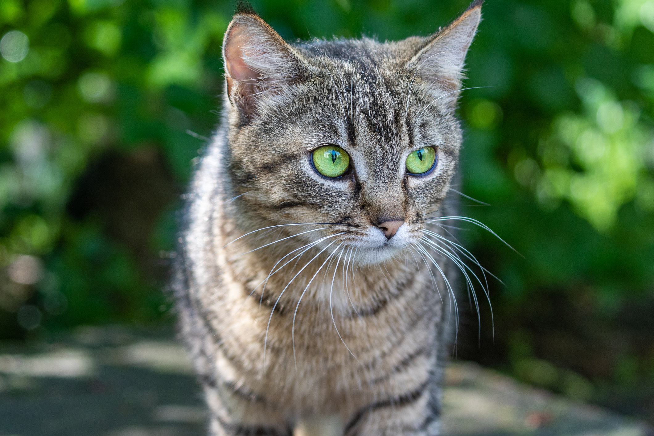 Owner Dreams Missing Cat Is Found, Next Day CCTV Captures Her Walking ...