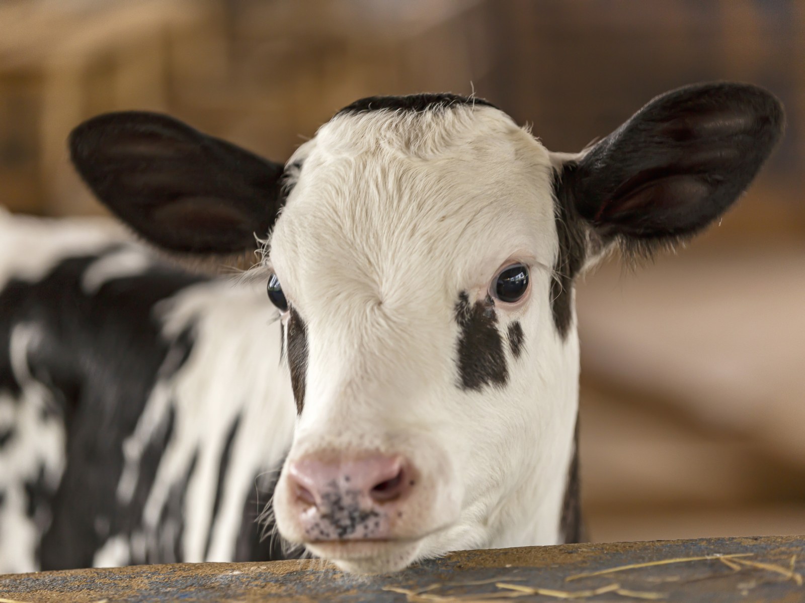 Baby Sapi Baby Calf Cow