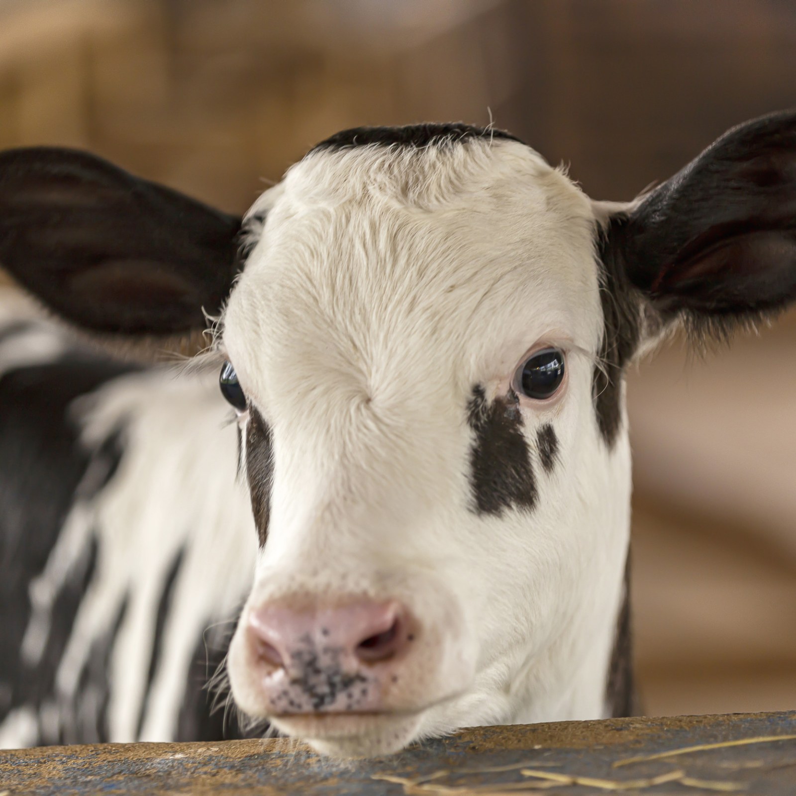 Baby Cow