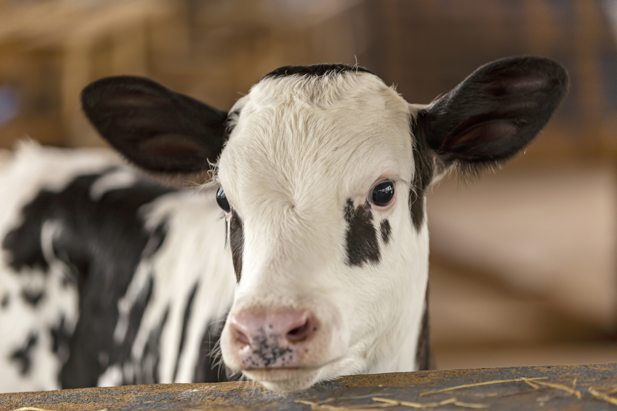 Adorable Calf Enjoying Morning Cuddles On The Couch Melts Hearts Online 