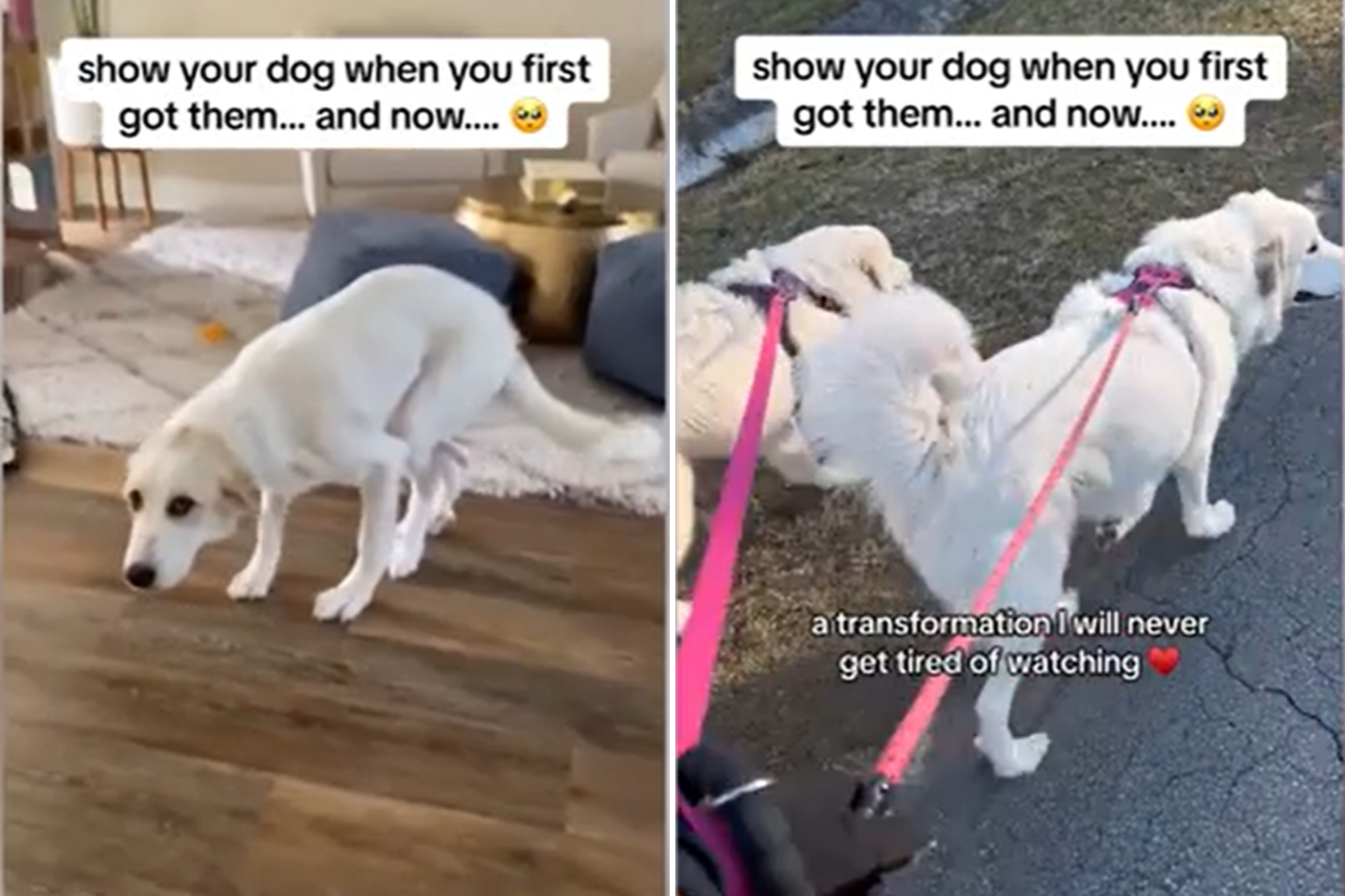 Rescue Dog Who Could Barely Walk Unrecognizable After Intense Rehab Rescue Dog Who Could Barely Walk Unrecognizable After Intense Rehab